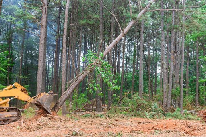 Lot Clearing Services Haliburton